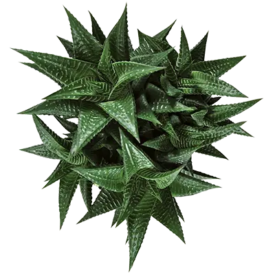Haworthia limifolia - image 1