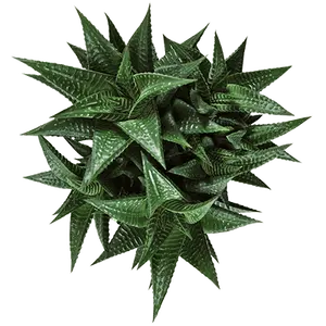 Haworthia limifolia - image 1