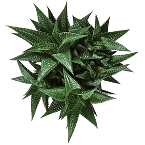Haworthia limifolia - image 2