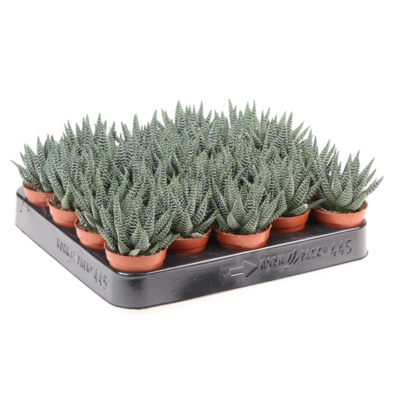 Haworthia margaritifera - image 2
