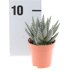 Haworthia margaritifera - image 3