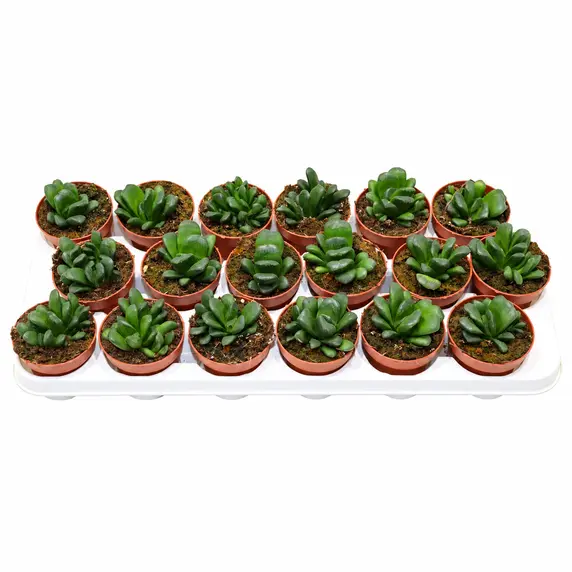 Haworthia maughanii x truncata