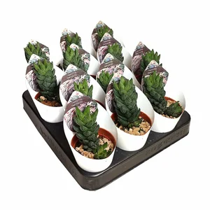 Haworthia reinwardtii - image 2
