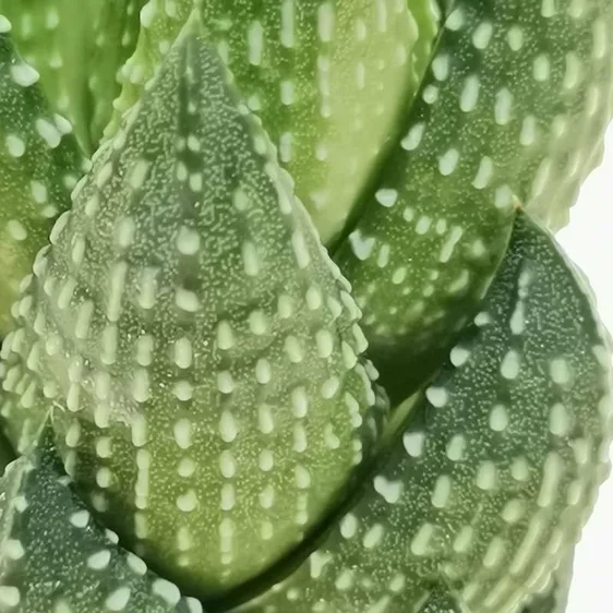 Haworthia reinwardtii - image 1