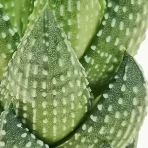 Haworthia reinwardtii - image 2