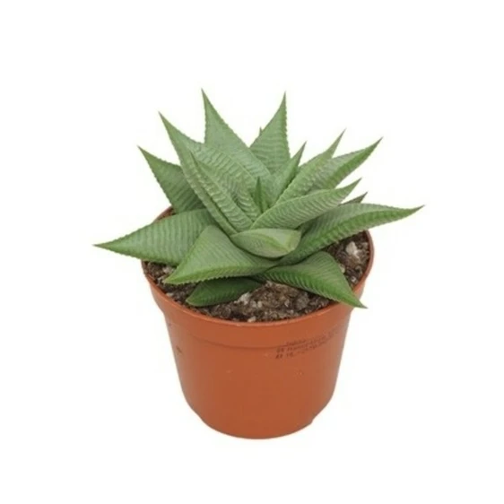 Haworthia limifolia 'Roux' - image 1
