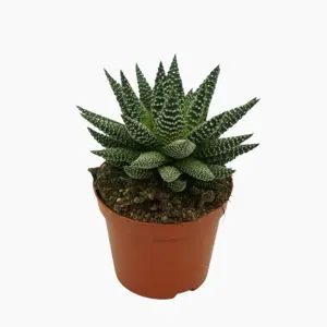 Haworthia 'Royal Albert' 5.5cm