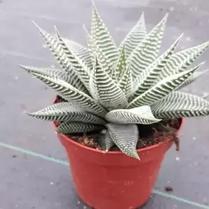 Haworthia limifolia 'Spider White' 12cm