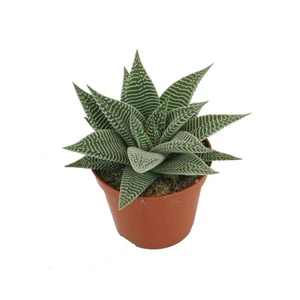 Haworthia 'Spider White'