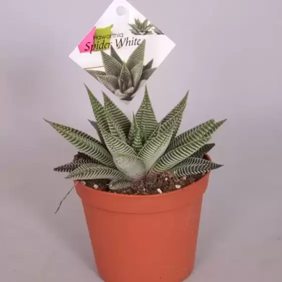 Haworthia limifolia 'Spider White' 8.5cm