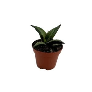 Haworthia tessellata