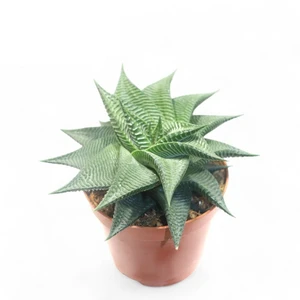 Haworthia limifolia 'Twist'