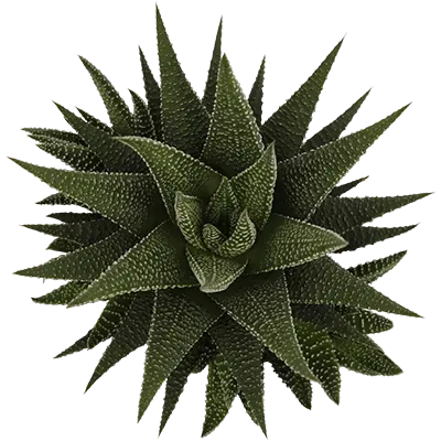 Haworthia 'Universe' - image 1