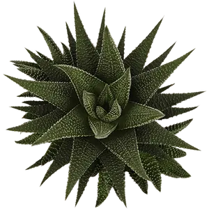 Haworthia 'Universe' - image 1