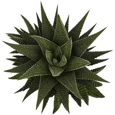 Haworthia 'Universe' 6cm - image 1