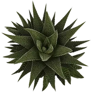 Haworthia 'Universe' 6cm - image 1