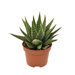 Haworthia 'Universe' 6cm - image 2