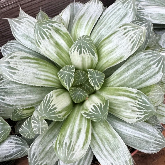 Haworthia cymbiformis 'White Tiger' - image 2