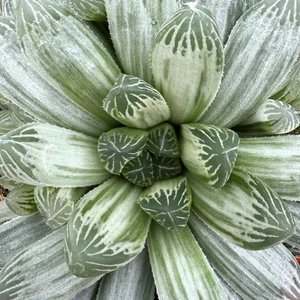 Haworthia cymbiformis 'White Tiger' - image 1