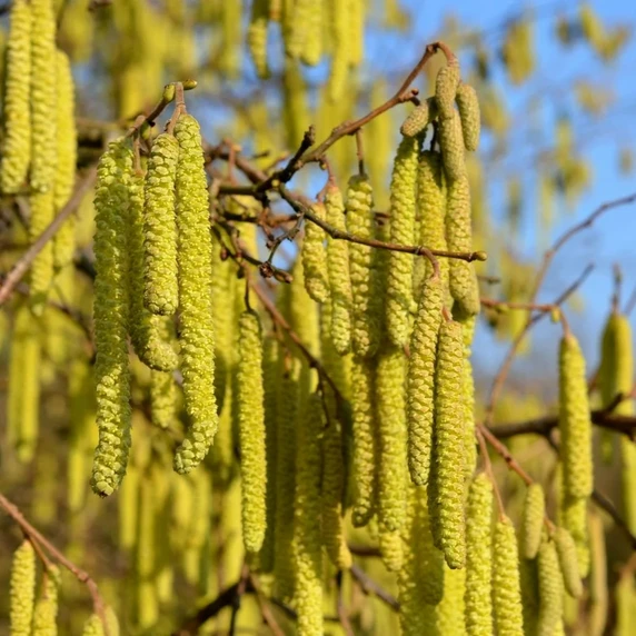 Corylus avellana 'Longue d'Espagne' - image 2