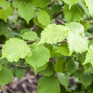 Corylus avellana 'Longue d'Espagne' - image 3