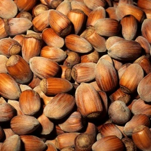 Corylus avellana 'Longue d'Espagne' - image 1