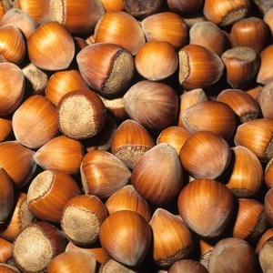 Corylus avellana 'Merveille de Bollwiller' - image 1