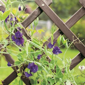 Heavy Duty Expanding Slate Trellis - 60cm - image 2
