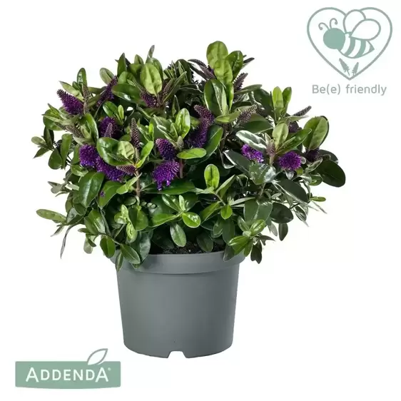 Hebe Addenda 'Donna Alexa' 1.5L