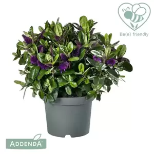 Hebe Addenda 'Donna Alexa' 1.5L