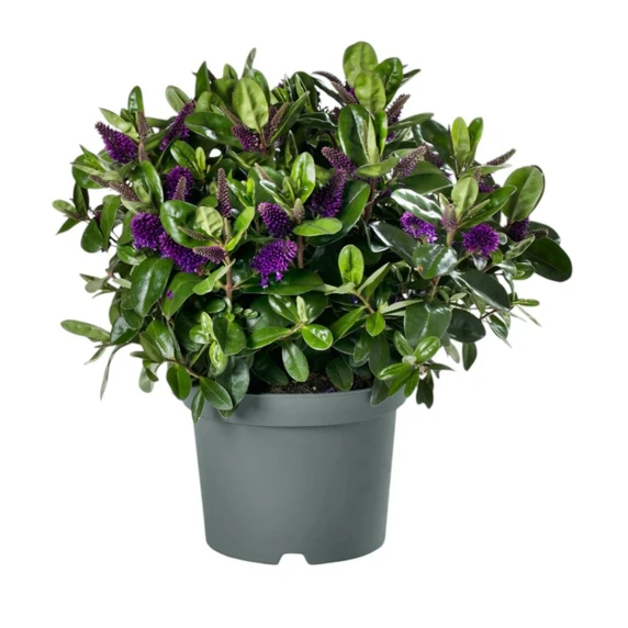 Hebe Addenda 'Donna Alexa' 1.5L - image 2