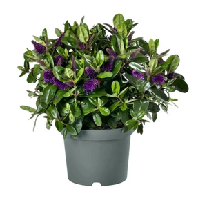 Hebe Addenda 'Donna Alexa' 1.5L - image 2