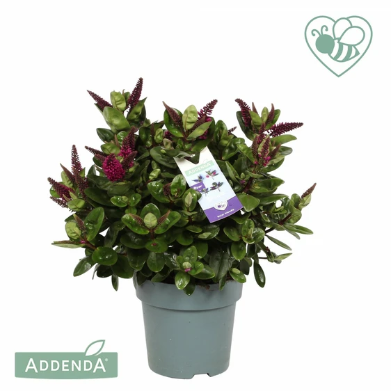 Hebe Addenda 'Donna Alina' 1.5L