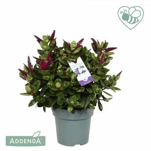 Hebe Addenda 'Donna Alina' 1.5L