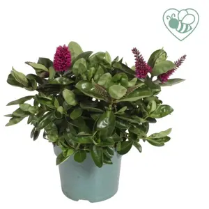 Hebe Addenda 'Donna Alina' 12cm - image 1
