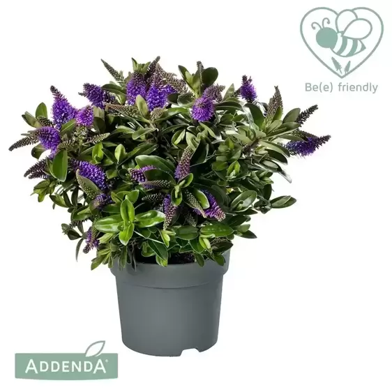 Hebe Addenda 'Donna Anna' 2L - image 1