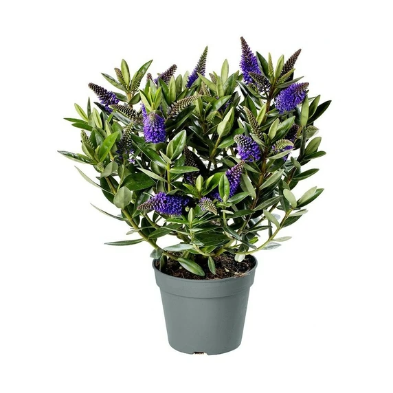 Hebe Addenda 'Donna Britta' 1.5L - image 2
