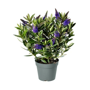 Hebe Addenda 'Donna Britta' 1.5L - image 2