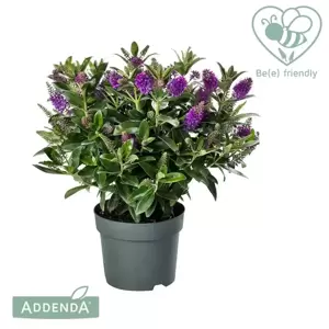 Hebe Addenda 'Donna Emma' 5L - image 2