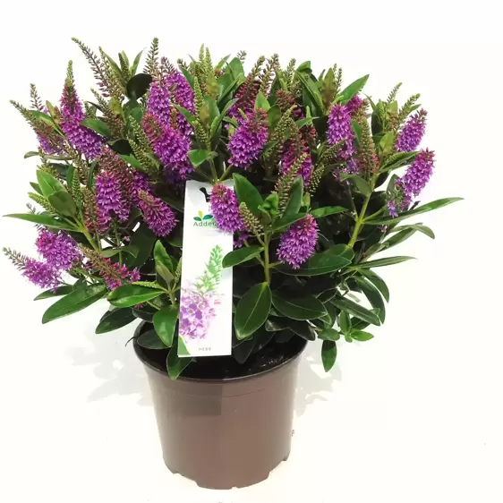 Hebe Addenda 'Donna Emma' 2L - image 2