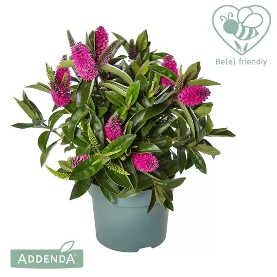 Hebe Addenda 'Donna Eva' 1.5L