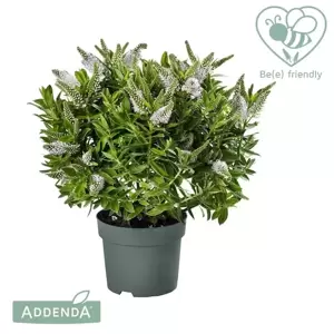 Hebe Addenda 'Donna Jenna' 2L - image 2