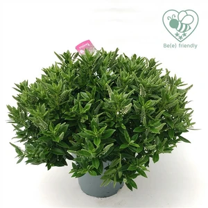 Hebe Addenda 'Donna Jenna' 5L - image 2