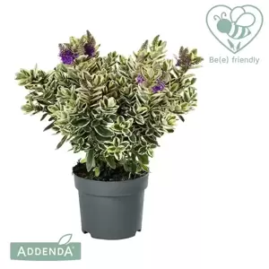 Hebe Addenda 'Donna Katrina' 1.5L - image 1
