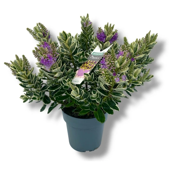 Hebe Addenda 'Donna Katrina' 1.5L - image 2