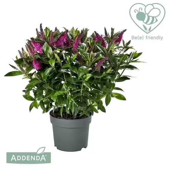 Hebe Addenda 'Donna Nikka' 1.5L - image 1