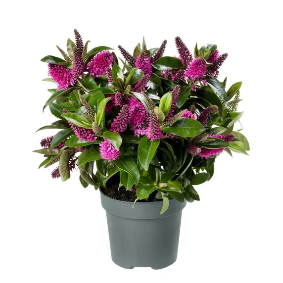 Hebe Addenda 'Donna Nikka' 1.5L - image 2