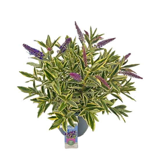 Hebe Addenda 'Donna Varia Wild Blue' - image 2