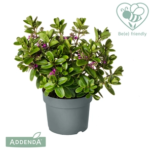 Hebe Addenda 'Petita Pink' - image 2