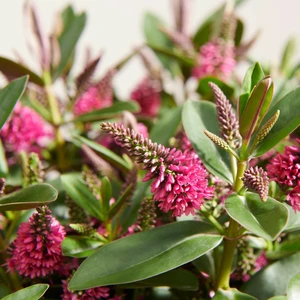 Hebe Addenda 'Petita Red'